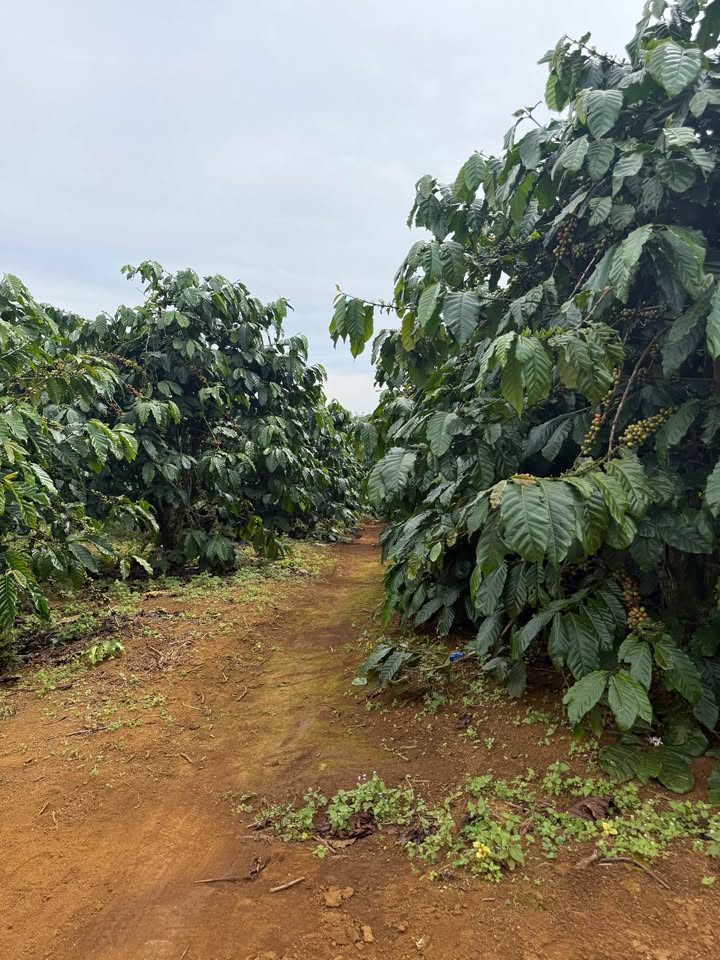 Đất nền Tân Lâm 5900m² giá 3.2 tỷ - Đầu tư sinh lời ngay!