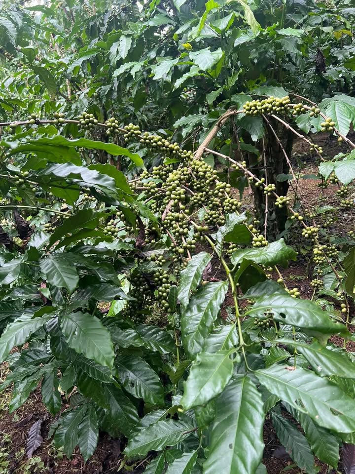 Đất nền Lộc Đức Bảo Lâm 7200m² giá 900 triệu - Thương lượng mạnh tay!