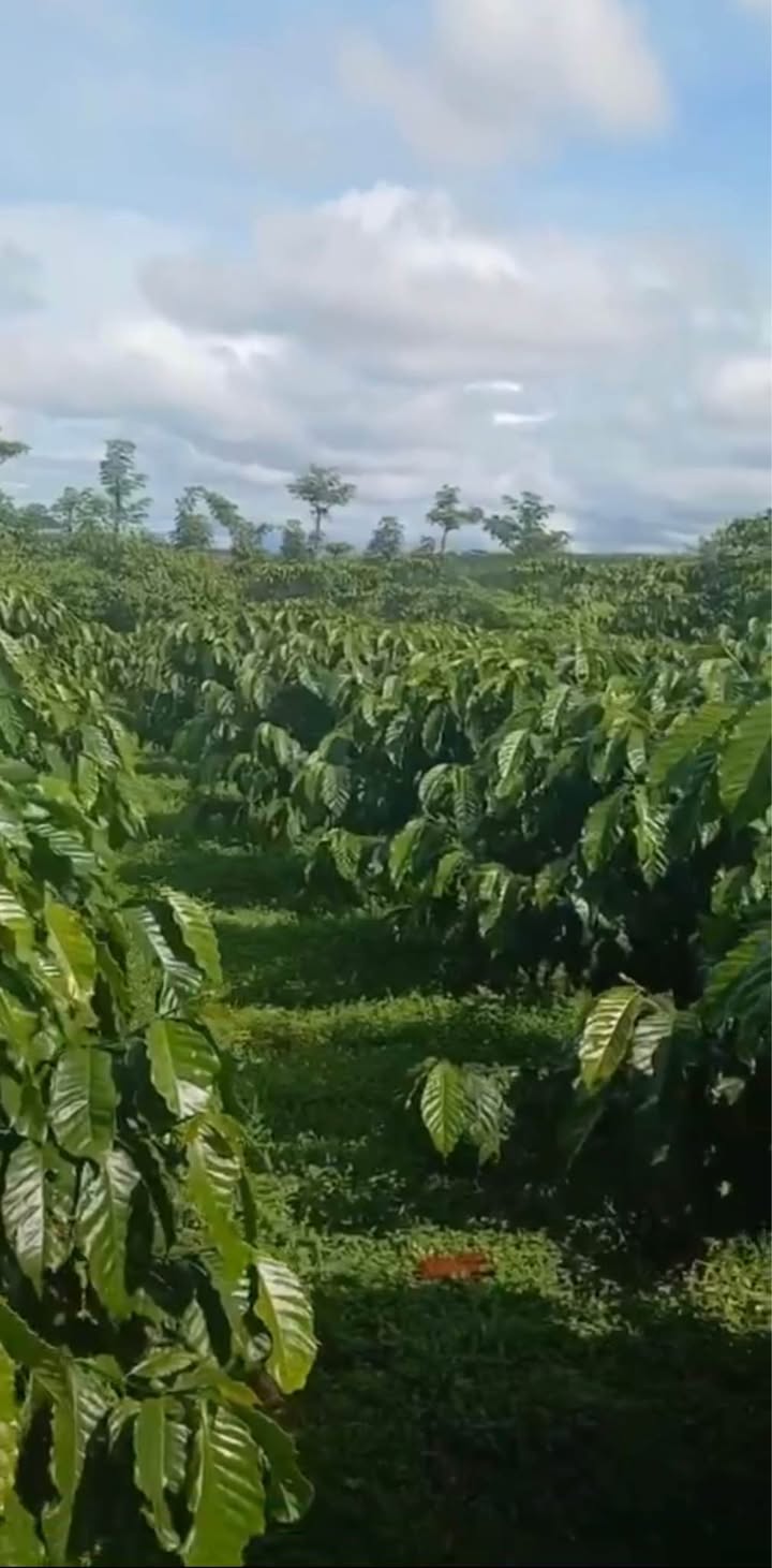 Đất thổ cư 1 sào 5 tại Lộc Ngãi, Bảo Lâm - Giá chỉ 850 triệu, sổ đỏ chính chủ!