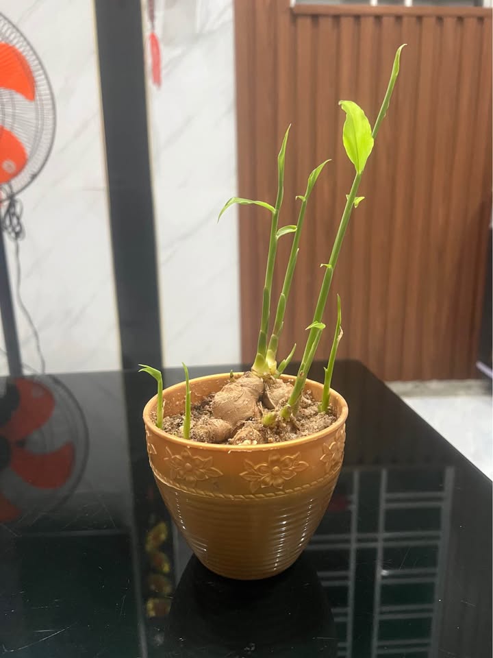 Đất nền Nhơn Phú - Giá chỉ từ 1.46 tỷ - Cơ hội đầu tư sinh lời!