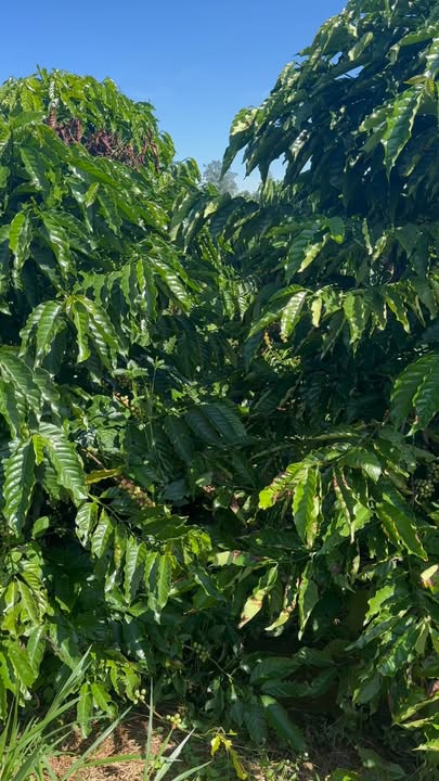 Đất nền Đan Phượng Lâm Đồng 18,000m² giá 2.35 tỷ - Sổ hồng chính chủ!