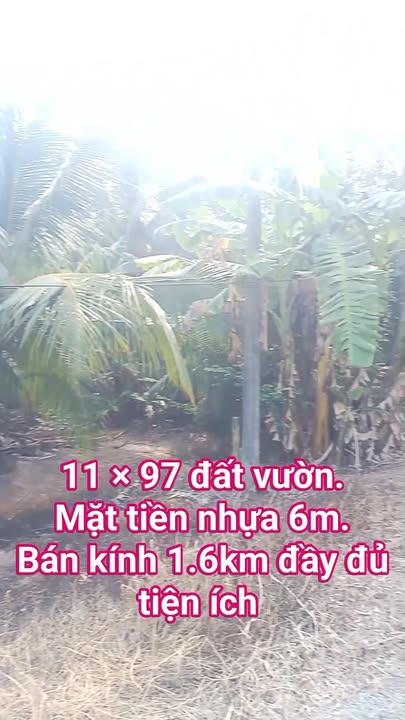 Đất vườn 1072m² tại Ấp 2, Bến Lức chỉ 2.4 tỷ - Đầu tư sinh lời ngay!