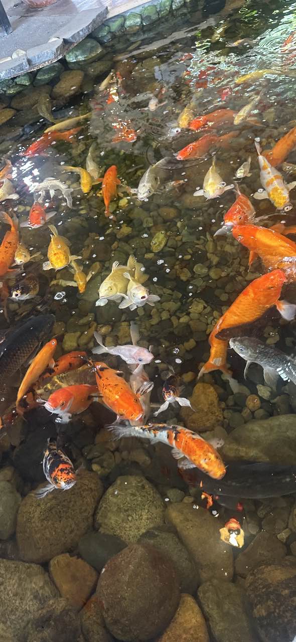 Đất nền Phong Nẫm 200m² giá 790 triệu - Gần Hồ Bơi Quốc Hùng