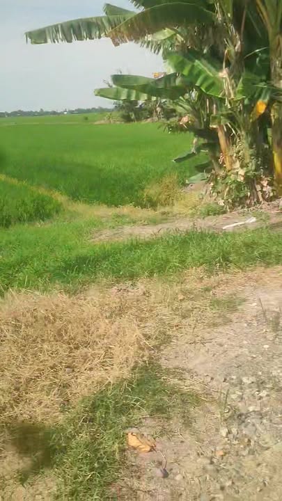 Đất thổ cư 15 công lớn tại xã Phương Thịnh, giá 3 tỷ - Gần chợ chỉ 2km!