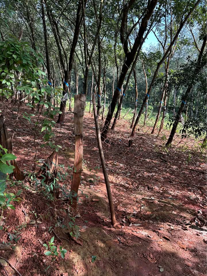 Đất nền Lộc Hòa, Lộc Ninh 16800m² giá 700 triệu - Mặt tiền 22m, đầu tư sinh lời!