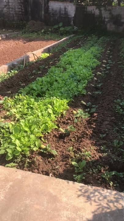 Đất nền Tự Nhiên Thường Tín 54.4m² giá 3 tỷ - Cơ hội đầu tư tuyệt vời!