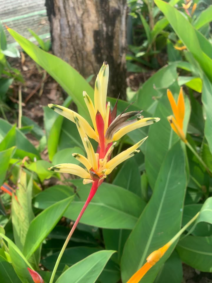 Chung cư xã hội 217 Nguyễn Hữu Cảnh 50m² giá 1.2 tỷ - Nội thất đầy đủ, trả góp dễ dàng!