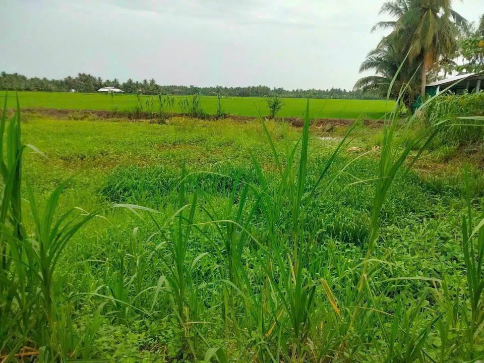 Đất thổ cư Tân Long Hội 136m² giá 370 triệu - Bán gấp, đầu tư sinh lời!