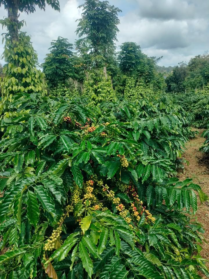 Đất nền trung tâm huyện Krông Năng 16000m² - Mặt tiền 9m, giá thỏa thuận!