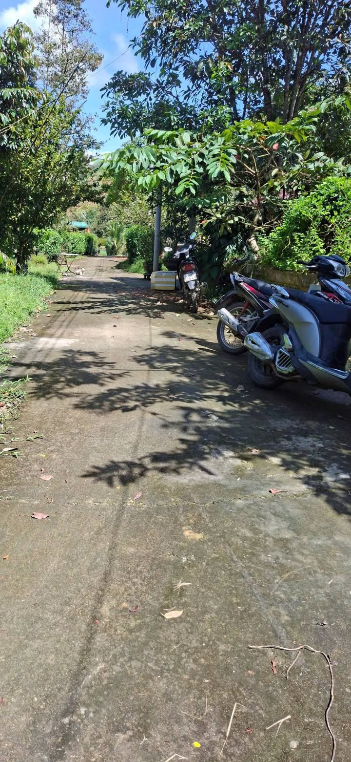 Đất vườn sầu riêng Đạ Lây 1,1ha giá 1,6 tỷ - Cơ hội đầu tư tuyệt vời!