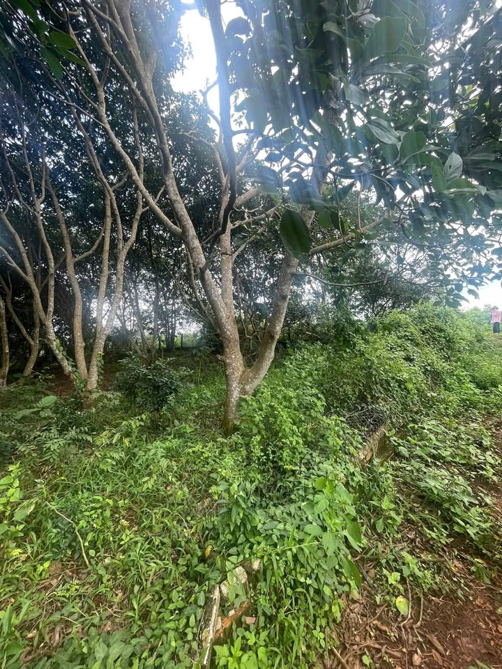 Đất sào 2 mặt tiền xã Ea Drơng, Cư M'gar 1950m² giá 1.35 tỷ - Cơ hội đầu tư tiềm năng!