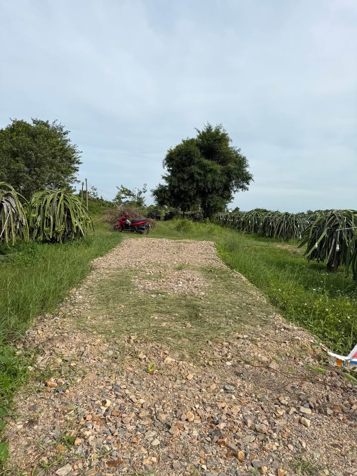 Đất thổ cư 1000m² tại thôn 5 Hàm Liêm - Giá chỉ 333 triệu, đầu tư sinh lời!