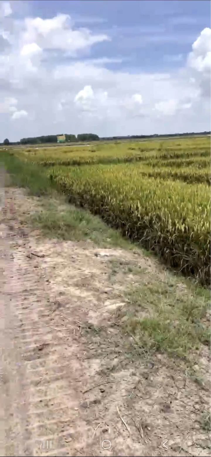 Đất nền 3400m² tại Phước Vinh, Châu Thành - Giá chỉ 2.4 tỷ, đầu tư sinh lời!