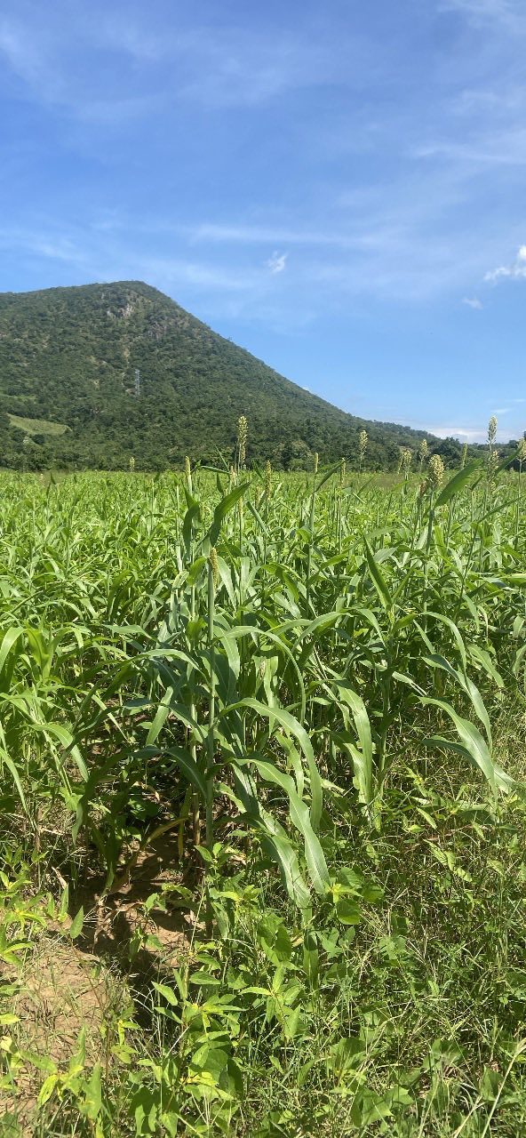 Đất Farm 1 Hecta tại Phước Trung, Bác Ái chỉ 1 tỷ - Cơ hội đầu tư tuyệt vời!