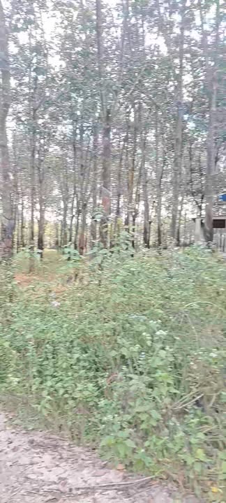 Đất cao su 1ha1 tại Tân Phước, Đồng Phú - Giá chỉ 1 tỷ VND!