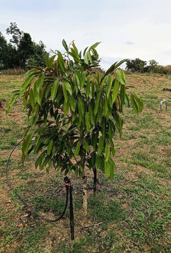 Farm 1ha1 Bù Nho Bình Phước - Đất sầu riêng 8 tháng, nhà đầy đủ tiện nghi!