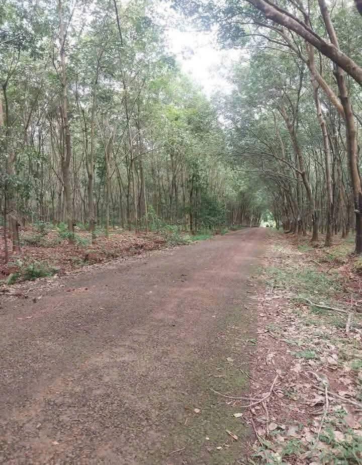 Đất Farm 1,9ha tại Long Hưng, Phú Riềng - Giá chỉ 4 tỷ!