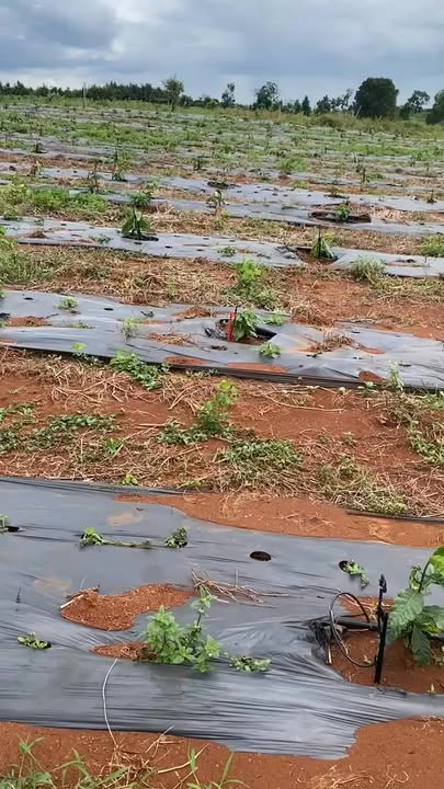 Đất nông nghiệp Kon Chiêng, Gia Lai 20,000m² - Cơ hội đầu tư tuyệt vời!