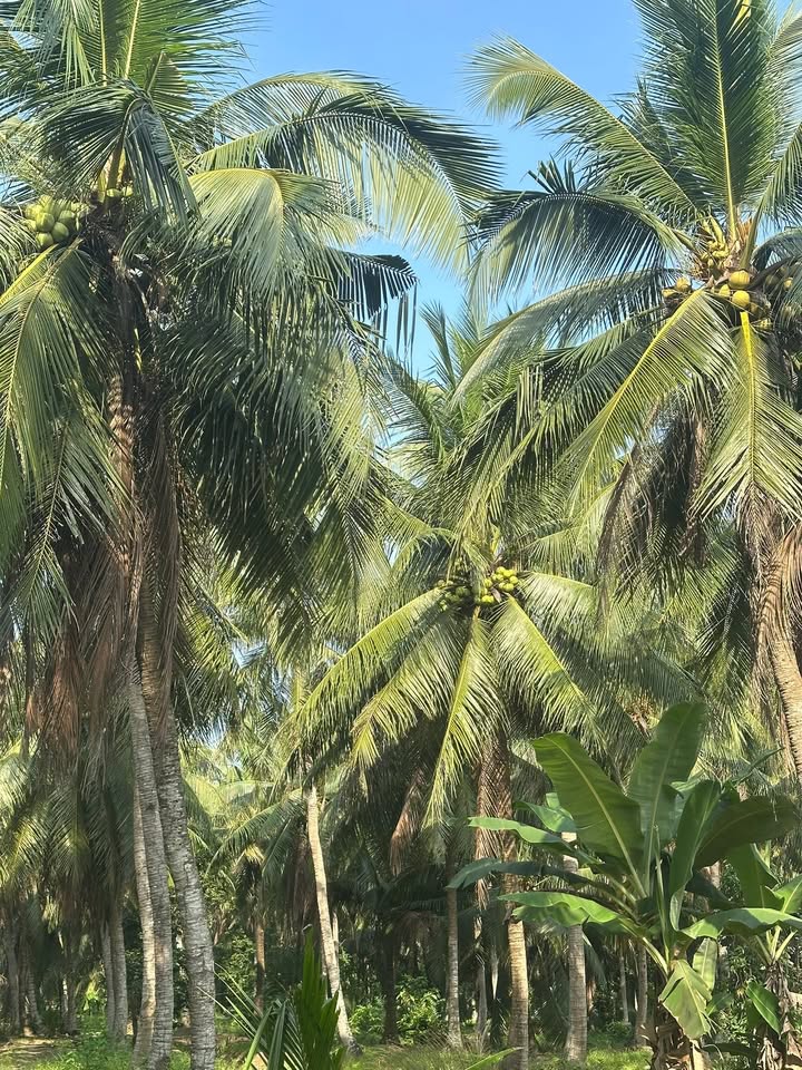 Đất vườn dừa Châu Hưng 2300m² giá 805 triệu - Cơ hội đầu tư tuyệt vời!