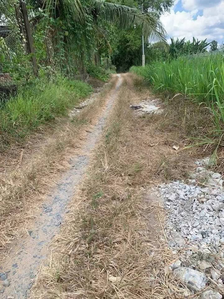 Đất nền xã Tân Thanh, Giồng Trôm 1.300m² giá 450 triệu - Vị trí góc 2 mặt tiền