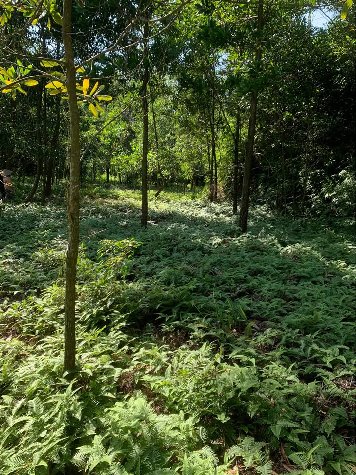 Bán đất nhà vườn 4.000m² tại Tân Quang, Sông Công - Đầu tư lý tưởng cho nghỉ dưỡng!