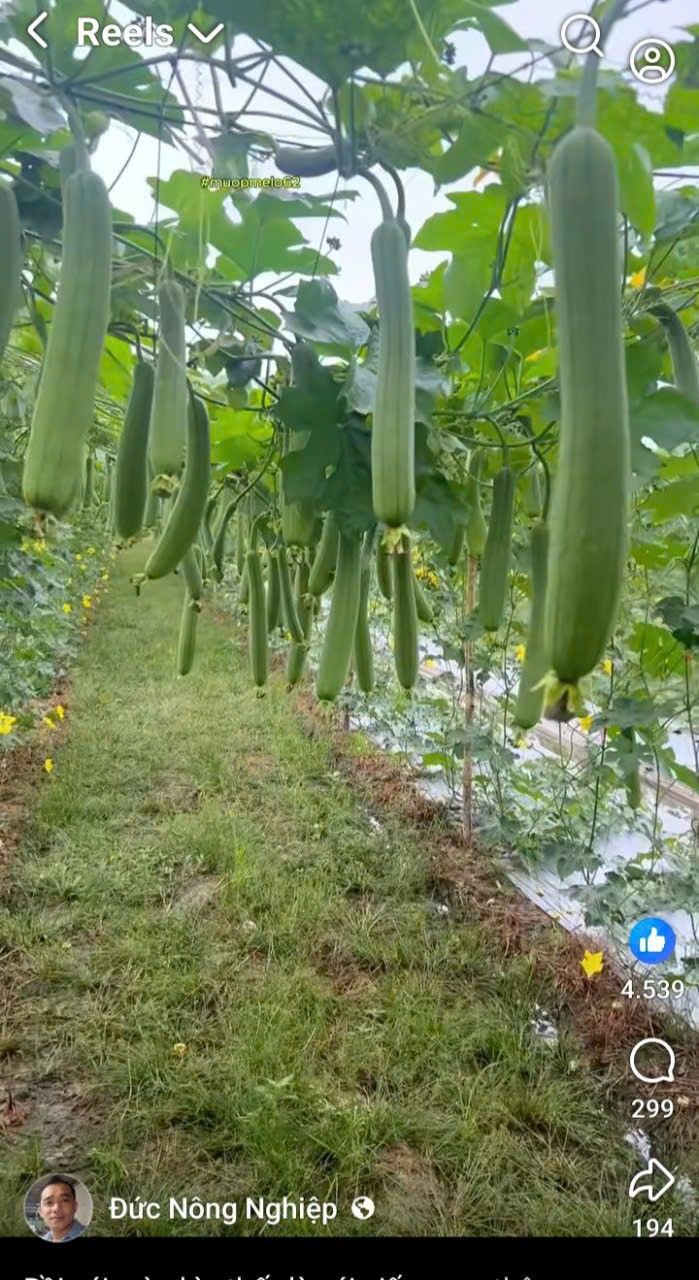 Đất thổ cư 260m² Cam Phúc Bắc chỉ 1.365 tỷ - Cơ hội đầu tư tuyệt vời!