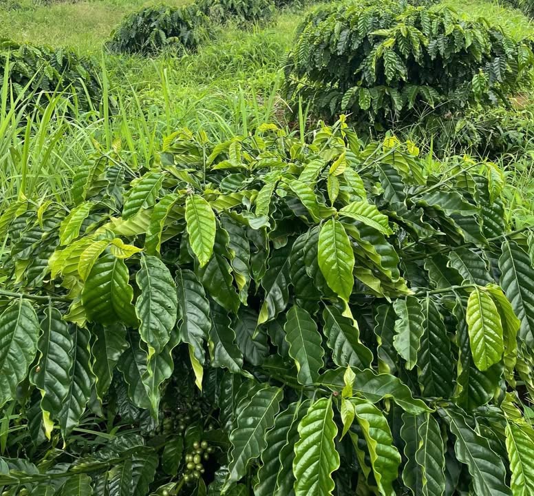 Đất Farm 86.000m² tại Đồng Nai, Bù Đăng - Giá 1.5 tỷ, Đầu tư sinh lời!