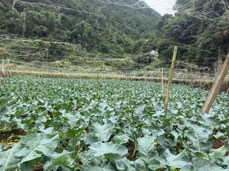 Đất nền Mộc Châu 1400m² giá chỉ 9.24 tỷ - View rừng thông và suối nước trong lành!