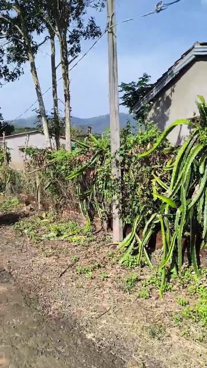 Đất thổ cư Đak Krong, Đak Đoa 13.440m² giá chỉ 1.25 tỷ - Cơ hội đầu tư tuyệt vời!