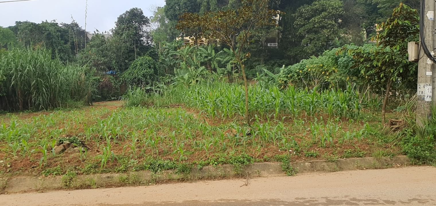 Lô đất Phú Hộ Phú Thọ 300m² giá chỉ 1.xxx - Cơ hội đầu tư tuyệt vời!