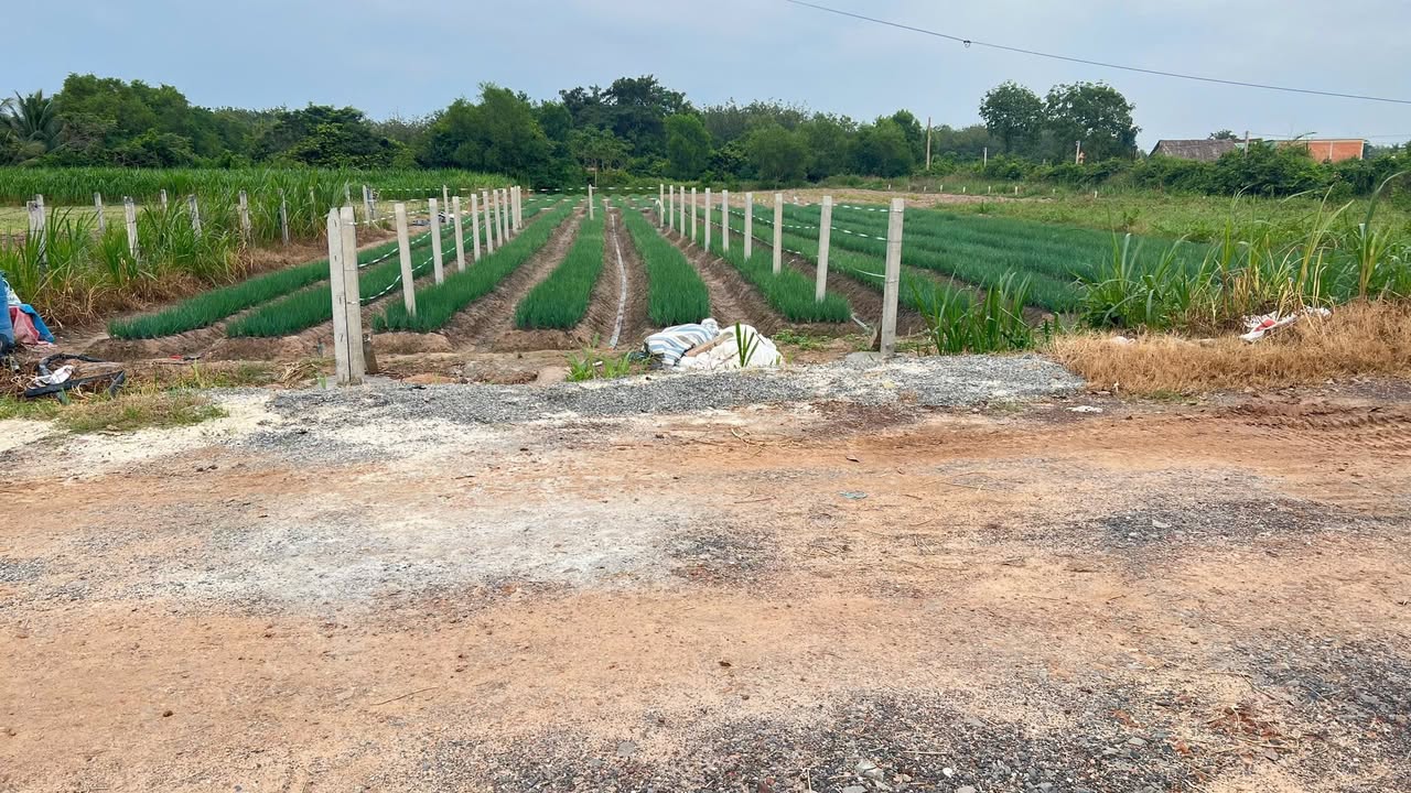 Đất nền ấp A, xã Tiên Thuận, Bến Cầu, Tây Ninh 150m² giá 420 triệu - Cơ hội đầu tư hấp dẫn!