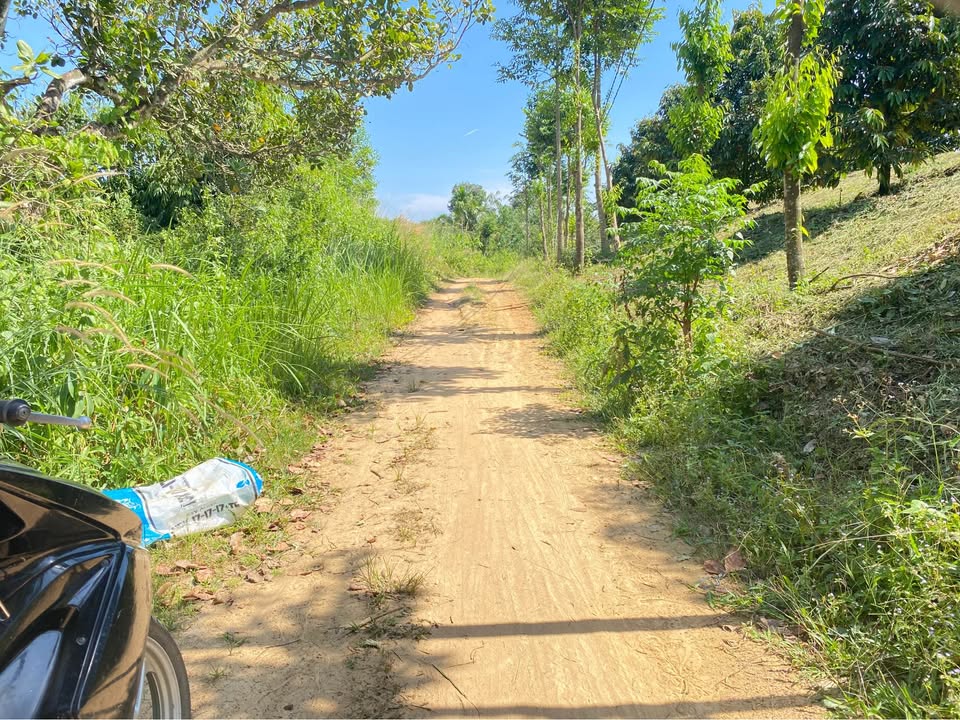 Vườn sầu riêng 7.000m² tại Phú Thịnh - Giá chỉ 2.8 tỷ, đầu tư lý tưởng!