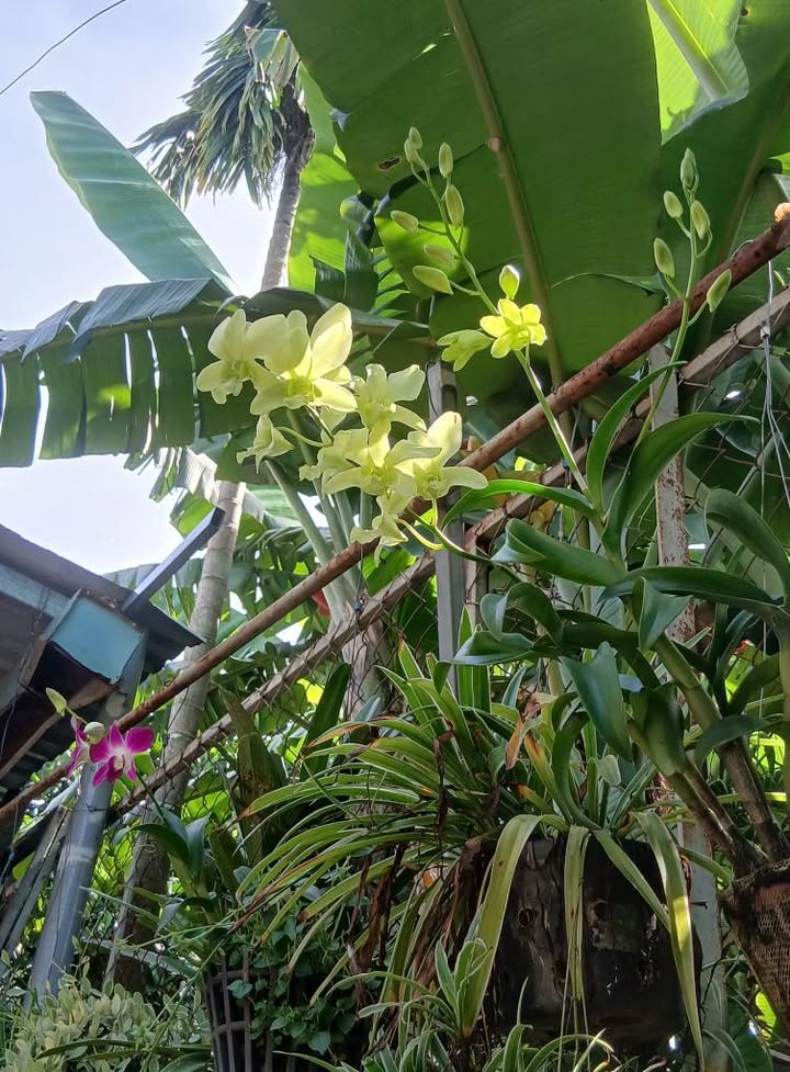 Đất nền 1 sào tại Thạnh Phú, Vĩnh Cửu, Đồng Nai giá chỉ 2.6 tỷ - Đầu tư sinh lời ngay!