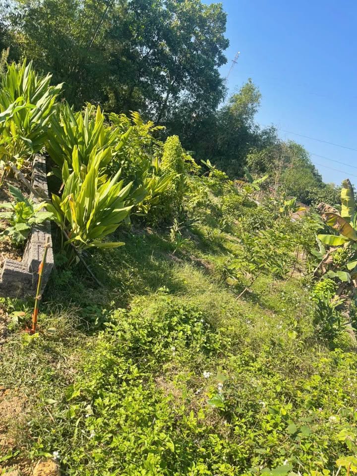 Đất thổ cư 356m² tại phường Thịnh Đán giá 1.5 tỷ - Gần trường Ngô Quyền!