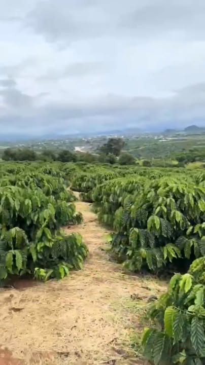 Đất nền đẹp tại Tân Hà, Lâm Hà 10.000m² giá 6.4 tỷ - Cơ hội đầu tư hấp dẫn!