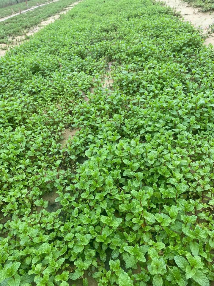 Đất nền Hòa Quý Đà Nẵng 134m² giá 2.7 tỷ - Lô duy nhất chốt nhanh!