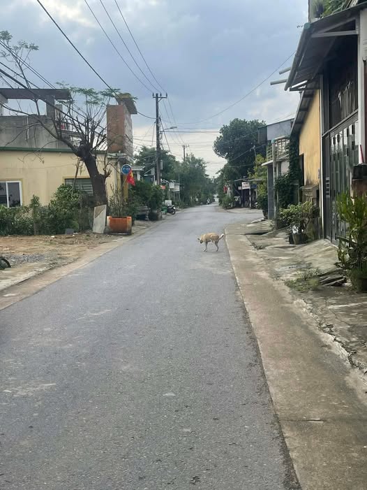 Đất mặt tiền Hà Huy Tập, Đông Hà 82m² giá 12xx triệu - Cơ hội đầu tư hấp dẫn!