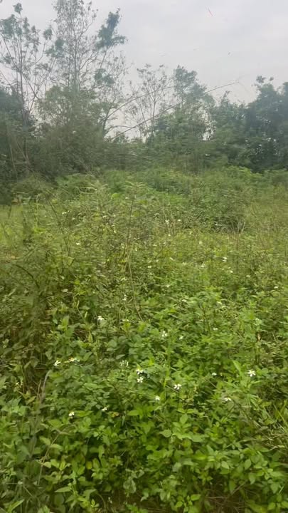 Đất thổ cư Lâm Trung Thủy 216m² giá 700 triệu - Cơ hội đầu tư sinh lời cao!