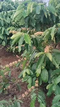 Đất nền Dliê Yang, Ea H'leo, Đắk Lắk 10.000m² giá 2.75 tỷ - Cơ hội đầu tư hấp dẫn!