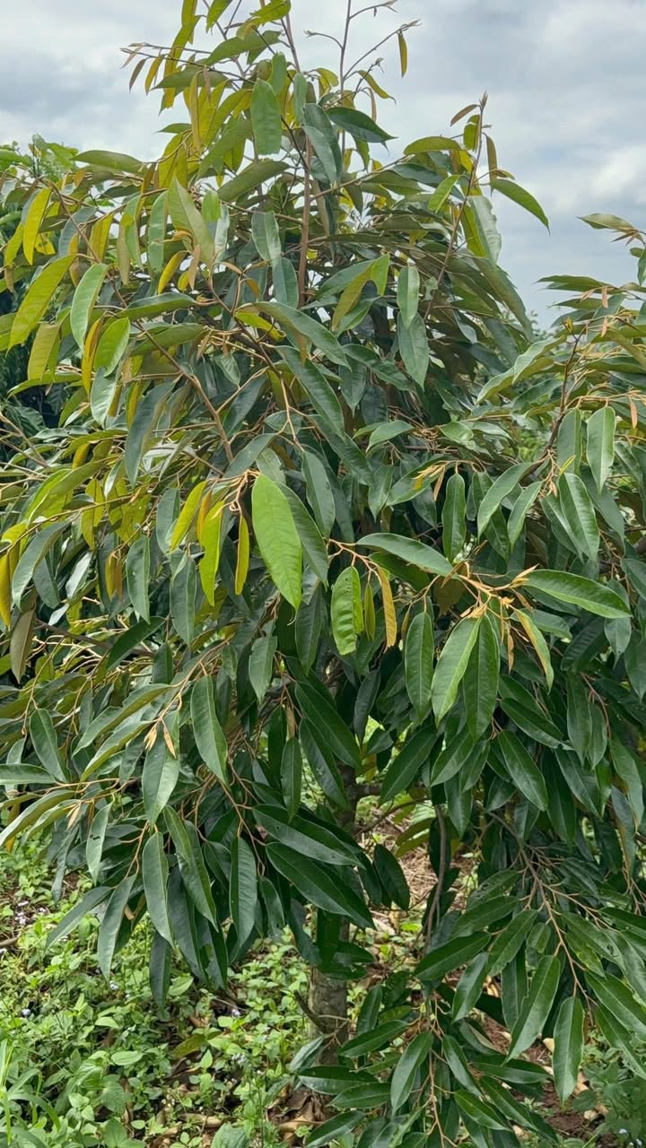 Farm đất đỏ Ea H'leo Đắk Lắk 820m² giá 1.2 tỷ - Pháp lý rõ ràng, sẵn sàng giao dịch!