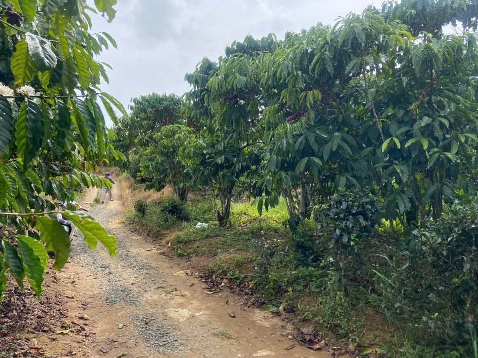 Đất nền 2300m² Lê Thị Riêng, Bảo Lộc giá 1.25 tỷ - Cơ hội đầu tư tốt!