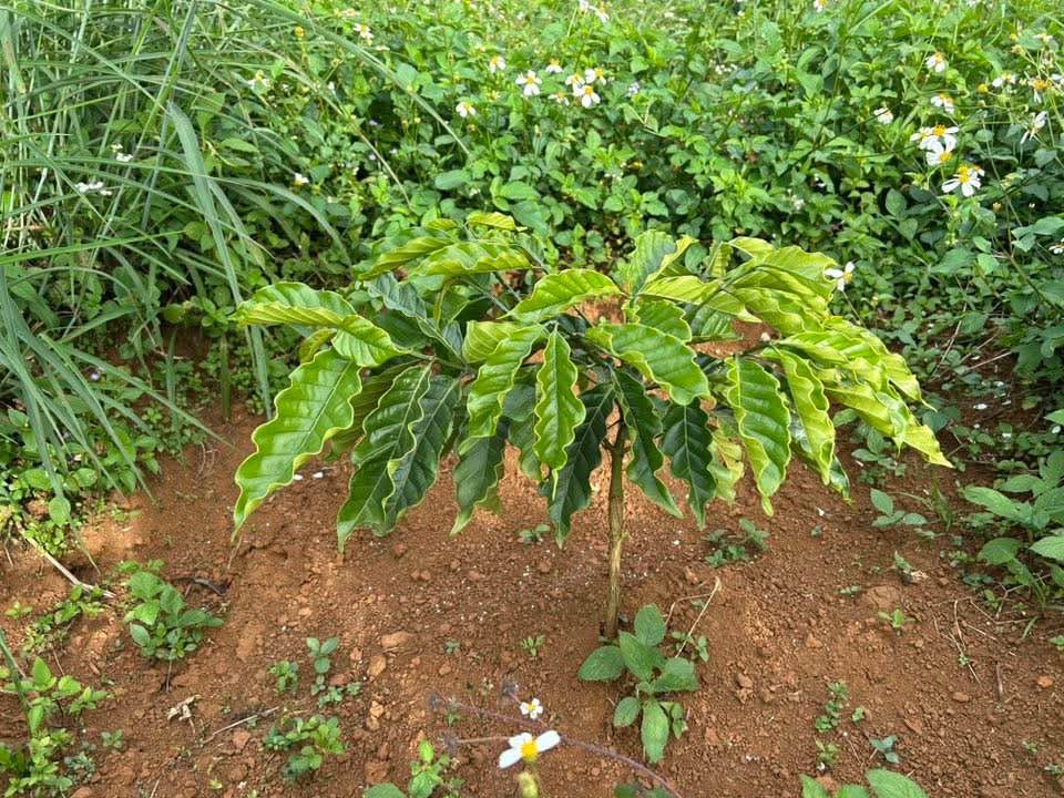 Đất nền 1 sào tại Hẻm Âu Cơ, Phường 2, Bảo Lộc - Giá 940 triệu, cơ hội đầu tư hấp dẫn!