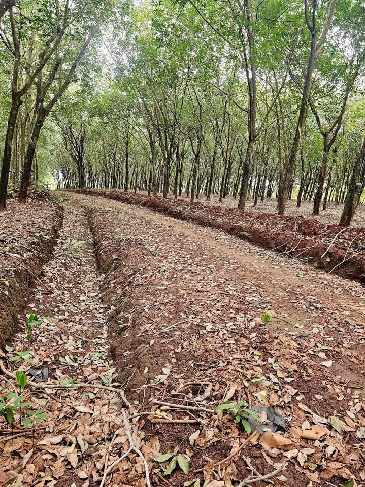 Đất nền Bù Đốp 77.000m² giá 1.2 tỷ - Pháp lý rõ ràng, sẵn sàng giao dịch!