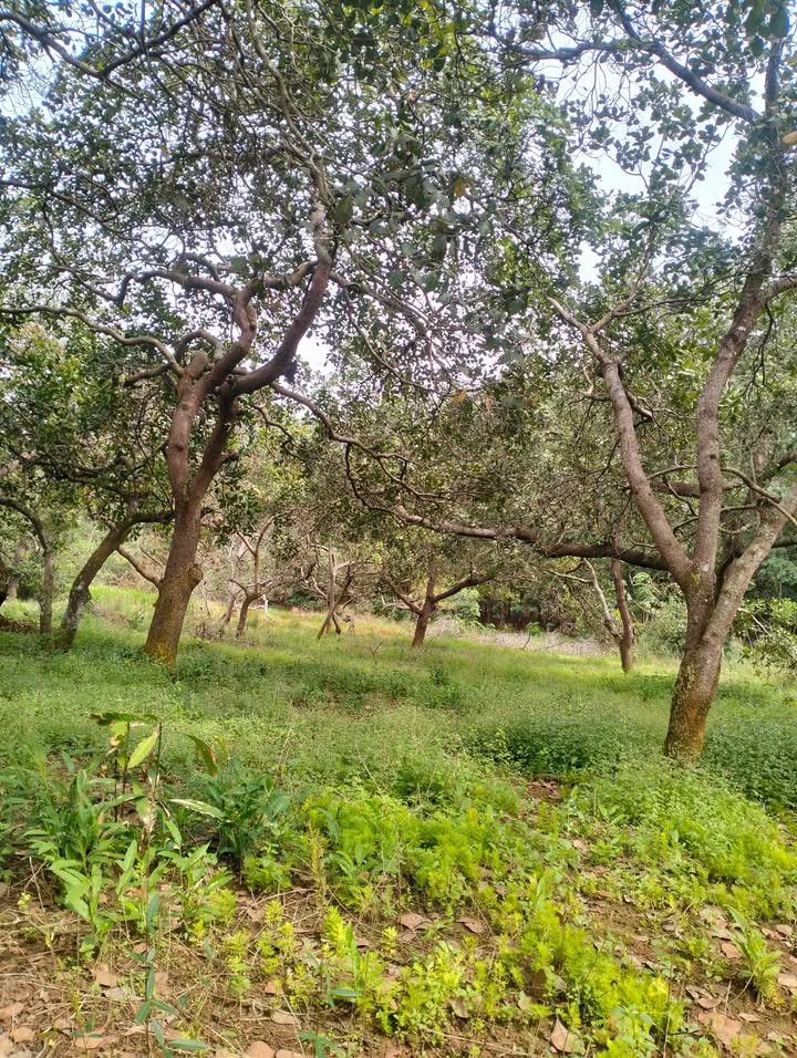 Đất rẫy 1,2ha tại Đồng Tâm, Đồng Phú - Giá chỉ 1,4 tỷ, cơ hội đầu tư hấp dẫn!