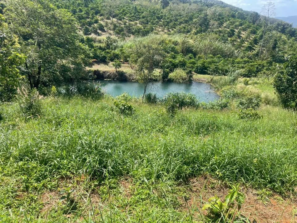 Đất nền xã Quảng Trực 32.400m² giá 600 triệu - Cơ hội đầu tư hấp dẫn!