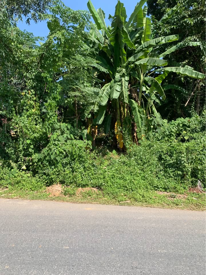 Đất thổ cư 50m² xã Thọ Văn, Phú Thọ 230,3m² - Mặt đường nhựa, giá chỉ 999 triệu!