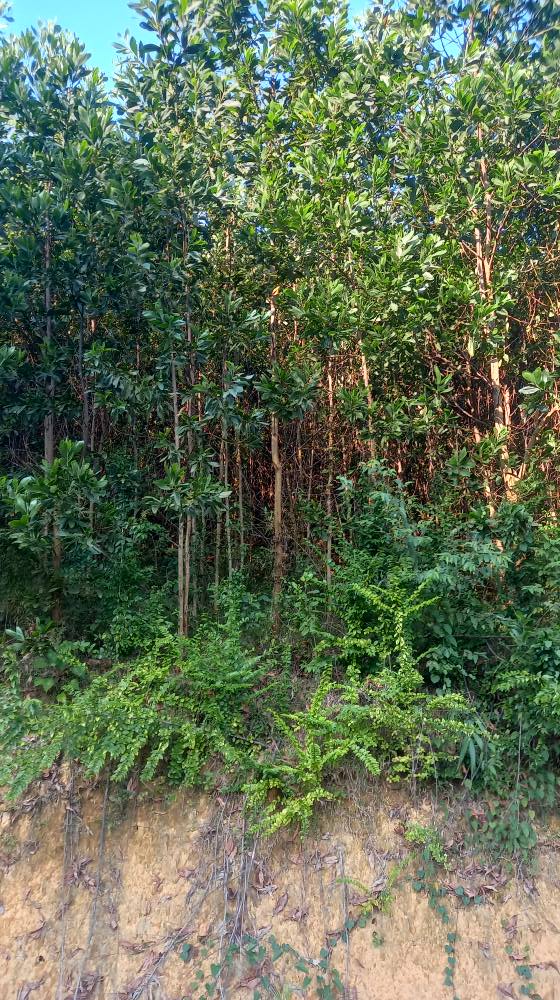 Đất Farm 10.5ha tại Kim Bôi, Hoà Bình - Giá chỉ 2 tỷ, đầu tư sinh lời!