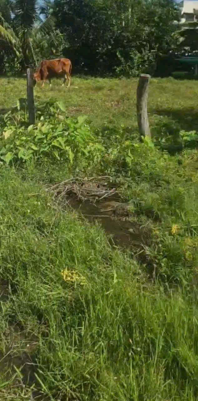 Đất cây trồng 733m² xã Hàm Đức giá 350 triệu - Cơ hội đầu tư tuyệt vời!