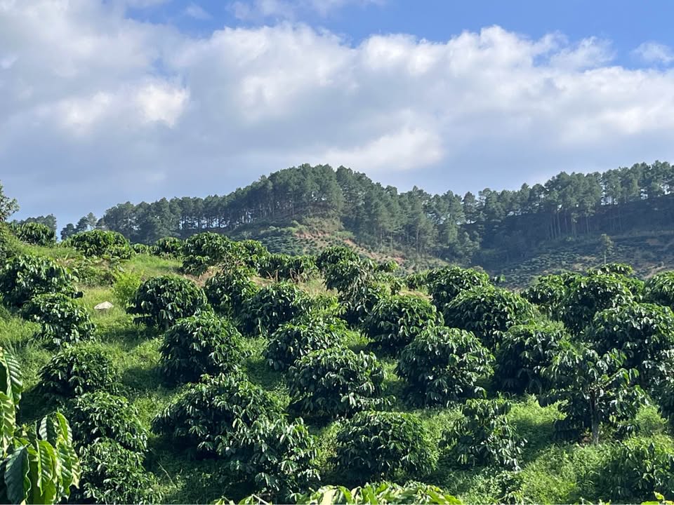 Đất trồng cà phê 12791m² tại Đạ Đờn, Lâm Hà chỉ 2.35 tỷ - Sổ hồng chính chủ!