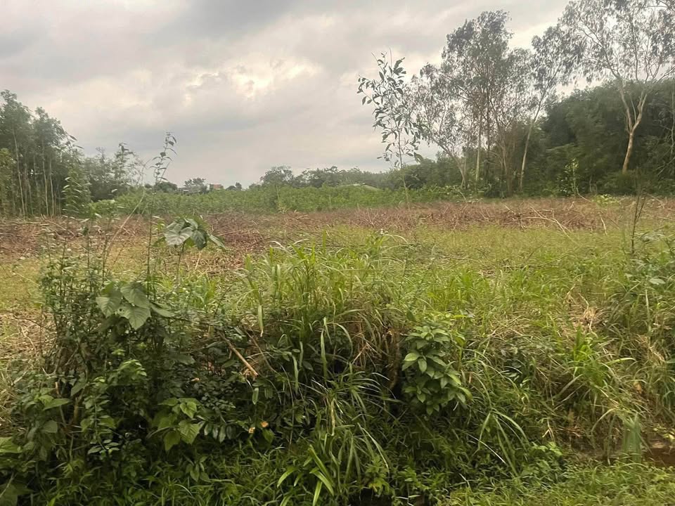 Lô đất Vĩnh Chấp - Vĩnh Linh 2000m² - Sổ hồng chính chủ, 3 mặt tiền đường!